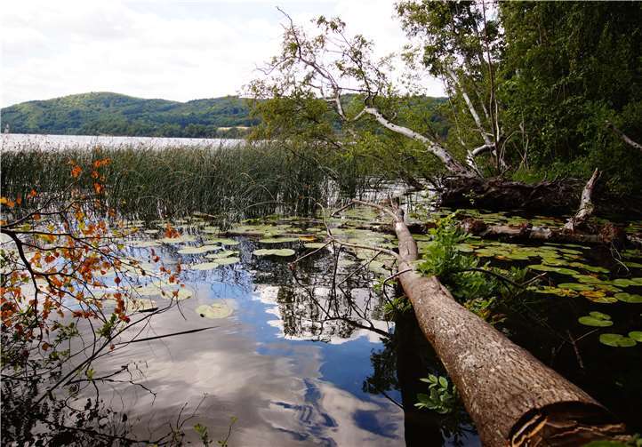Auf seiner wundersamen Reise durch die Region entdeckt der Bimsstein Laachus faszinierende Orte, trifft höchst interessante Personen und kommt mit allerlei Gestein, Getier und Gewächs ins Gespräch. Foto: privat