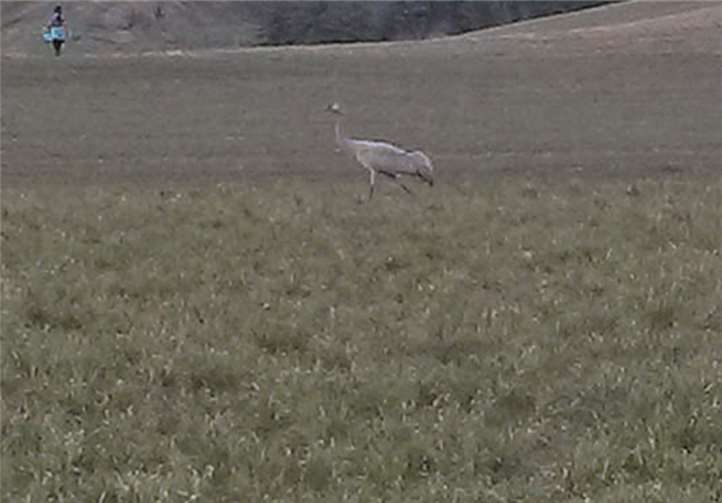 Auf unserer Wiese gehet was: Der Kranich auf Futtersuche. privat