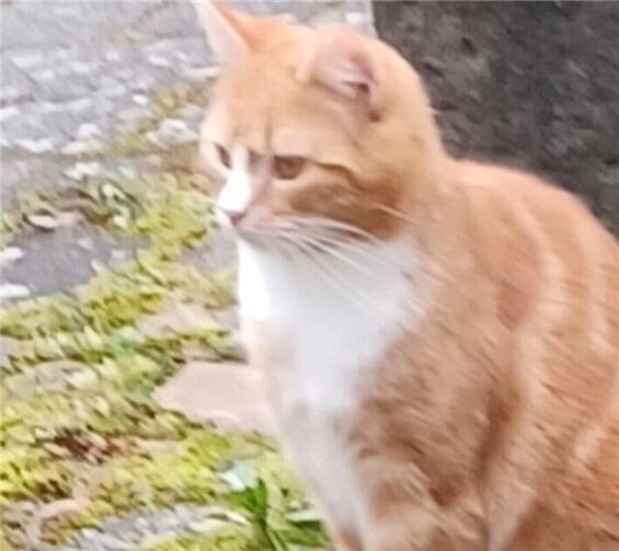 Auffällig ist Bobbys weißes Fell auf seiner Brust. 