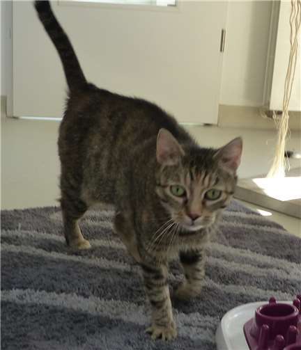 Aufgeschlossene Melly sucht ein neues Zuhause.privat