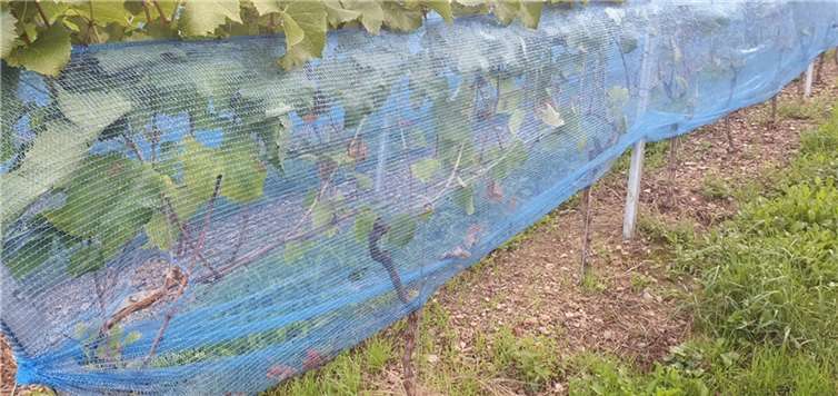 Aufgeschnittene Vogelschutznetzte und rausgeschnittene Trauben im betroffenen Weinberg. Foto: Weingut Sonnenberg 