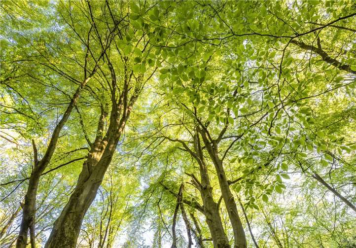 Aufgrund der weltweit herausragenden Bedeutung hat die UNESCO die „Alten Buchenwälder und Buchenurwälder der Karpaten und anderer Regionen Europas“ vor genau zehn Jahren (Juni 2011) zum Weltnaturerbe erklärt.