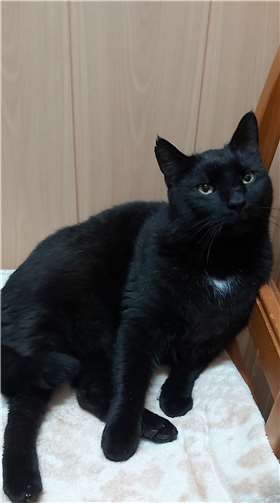 Aufnahme im Katzenhaus, sehr traumatisiert.