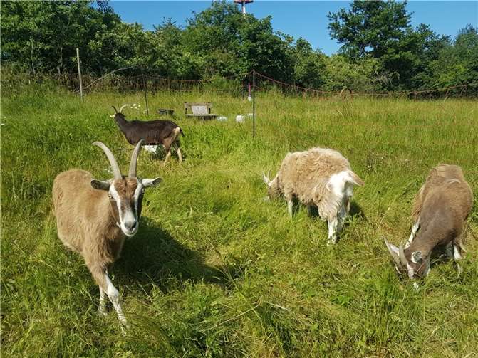 Aufruf zur Teilnahme: das Beweidungsprojekt sucht neue Helfer. Foto: Andreas Owald