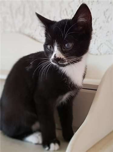 ...Aurelia möchten gerne zusammenbleiben.