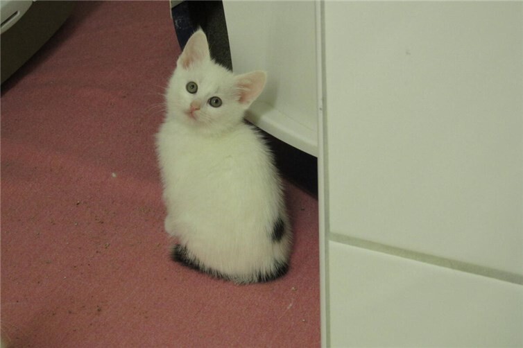 Aurelius und sein Bruder sind noch etwas schüchtern, fassen aber sicher schnell Vertrauen in einem neuen Zuhause.