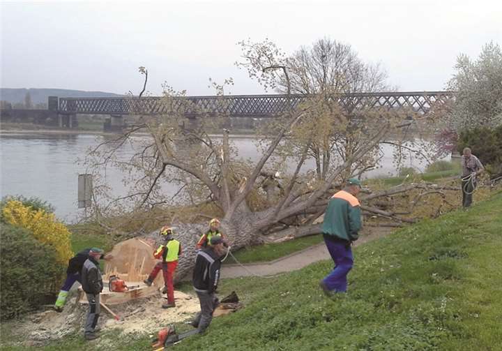 Aus Gründen der Sicherheit mussten auch in der Nähe des Urmitzer „Wohnmobilhafens“ einige Bäume gefällt werden. privat