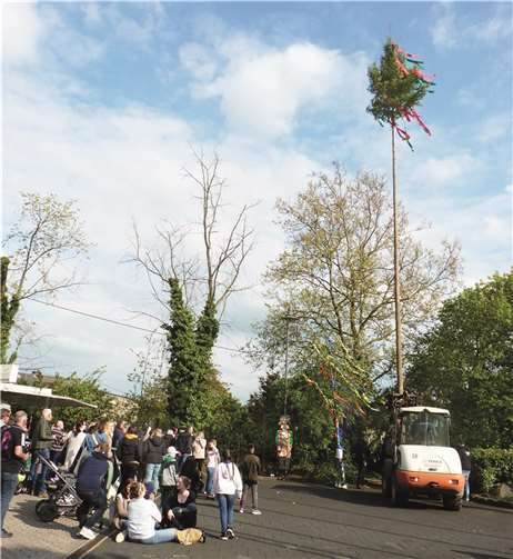 Aus Sicherheitsgründen wurde der 25 Meter hohe Maibaum mit Hilfe eines Gabelstaplers von Wolfgang Manten (Bauhof der Stadt Mendig) aufgerichtet.