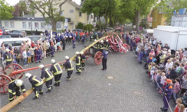 Aus dem Stadtwald hatten die Feuerwehrmänner den gewaltigen Maibaum geholt.-WM-