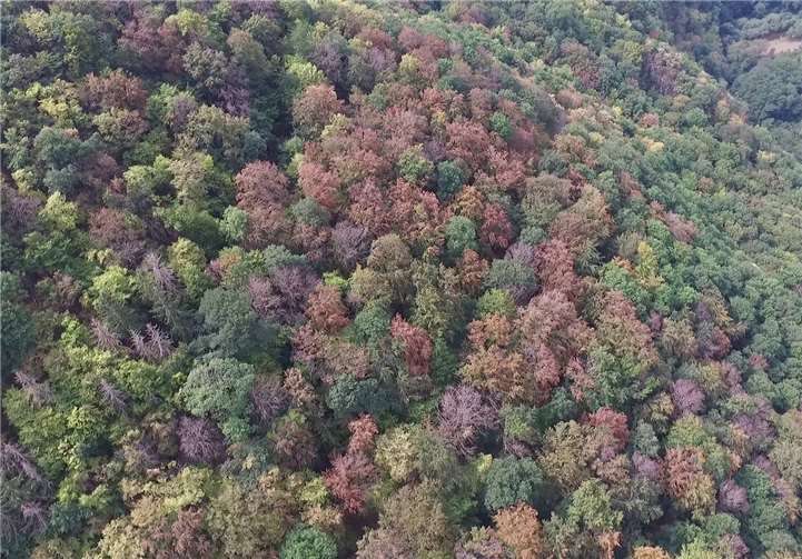 Aus der Luft betrachtet fällt die frühe Laubverfärbung besonders gut auf. Foto: Landesforsten.RLP / Andreas Zedler