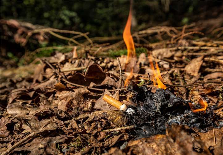 Aus einer achtlos weggeworfenen Zigarette kann sich rasch ein Waldbrand entwickeln. Foto: Landesforsten Rheinland-Pfalz / Jonathan Fieber.