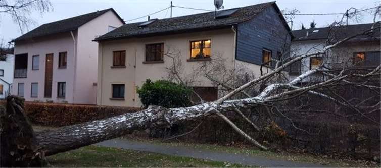 Aus „heiterem Himmel“ war die Birke umgestürzt.Privat
