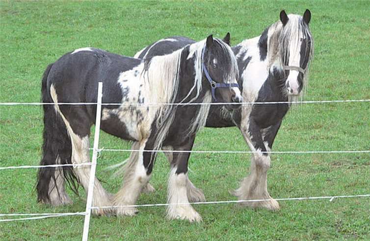 Auslauf im Außenbereich. BS