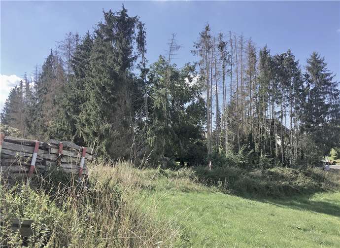 Auswirkungen von drei Dürresommern auf eine Fichtenschonung in Sinzig-Koisdorf am 02.09.2020. Foto: Clarissa Figura