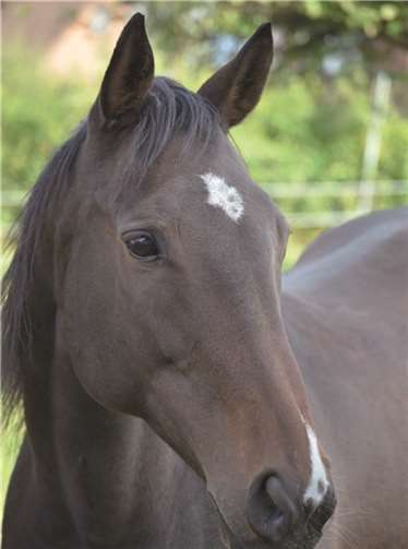 Aveline ist eine wunderschöne Stute mit ruhigem Wesen.
