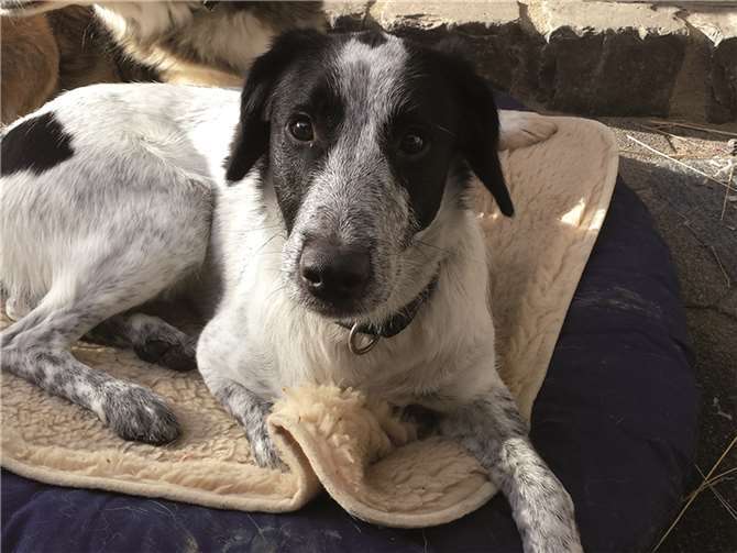 Azimo ist sehr verspielt. privat