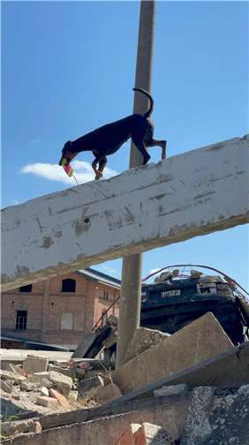 Azubi Josie nach erfolgreicher Suche mit der Belohnung auf dem Rückweg zur Hundeführerin.  Foto: privat