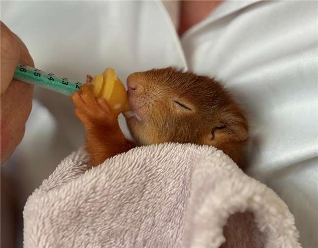Heimathelden: Taschis Hörnchen Haus in Schalkenbach Baby-Eichhörnchen brauchen viel Zuwendung - als Haustiere sind sie aber nicht geeignet. Foto: ROB
