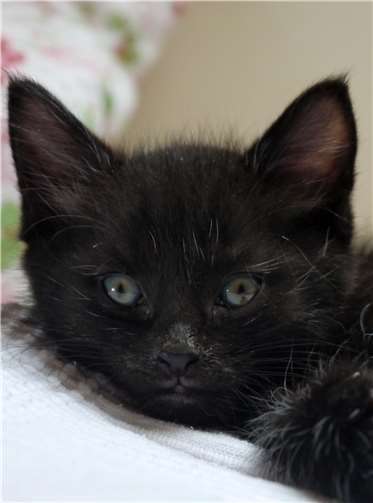 Babykatzen sind süß und finden im Tierschutz meist schnell ein Zuhause, wenn sie zahm sind und Menschen mögen.