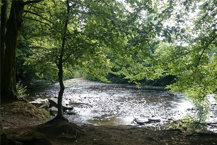 Bäche im Westerwald