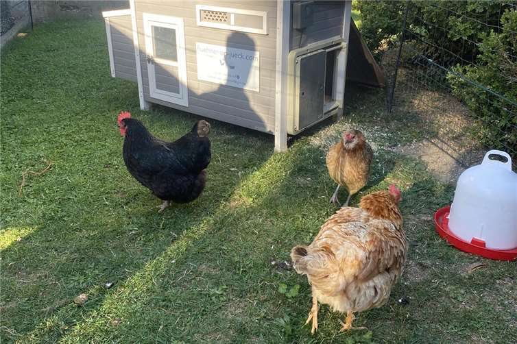 Bärbel, Mathilde, Helga und Cordula Grün freuen sich auf Besuch!  Foto: privat