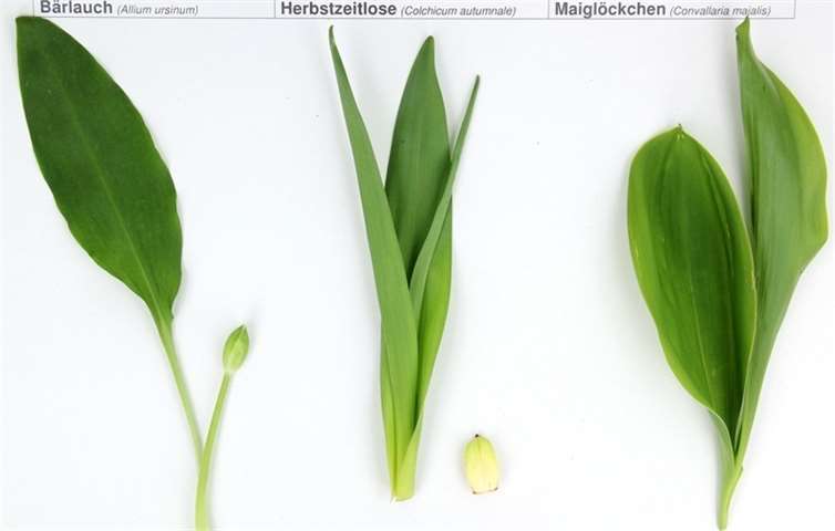 Bärlauch, Herbstzeitlose und Maiglöckchen. Foto: Landesuntersuchungsamt