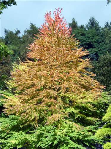 Bäume binden CO2 und spielen somit eine entscheidene Rolle im Kampf gegen den Klimawandel.