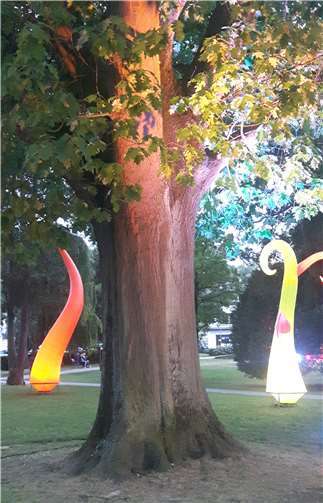 Bäume und Lichtbilden einen besonderen Anblick.