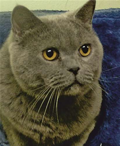 Baghiro gehört zur Rasse der anpassungsfähigen Chartreux. privat