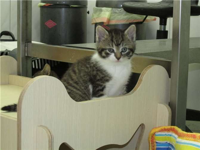 Bahar.Foto: Katzenhilfe Westerwalde