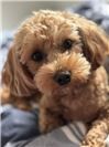Bailey, 2-jähriges Maltipoomädchen.