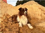 Bailey (St. Goar Werlau), der Australian Sheperd Rüde ist 12 Jahre alt und lebt ...