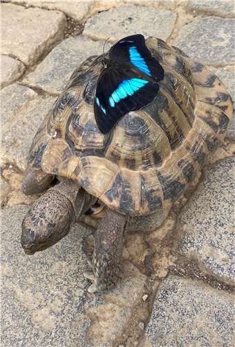 Bald gibt es im Schmetterlingsgarten wieder prächtige Falter zu sehen, mit Glück auch auf dem Rücken einer Schildkröte.
