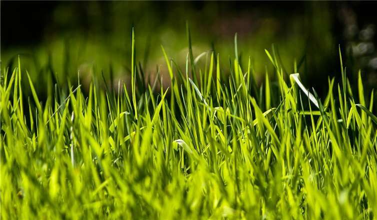 Bald kann der Rasenschnitt wieder kostenlos entsorgt werden. pixabay