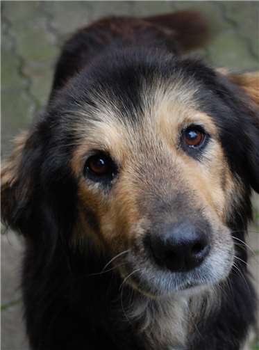 Balfour ist ein sanfter Riese.