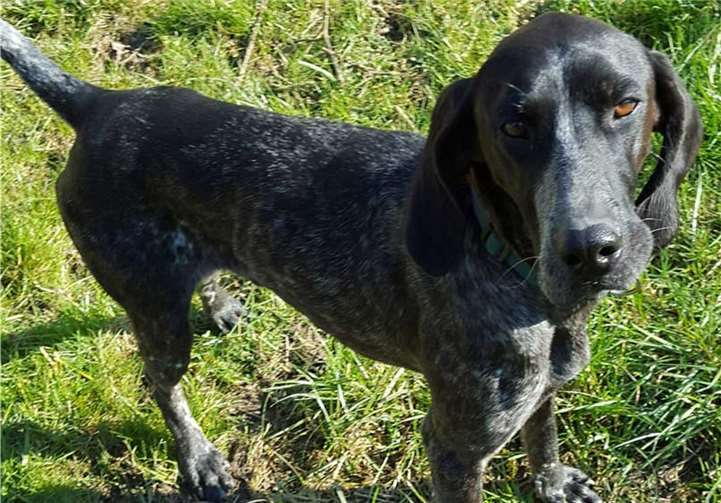 Balto ist gerne draußen unterwegs. Tierheim u. Tierschutzverein Kreis Ahrweiler e.V