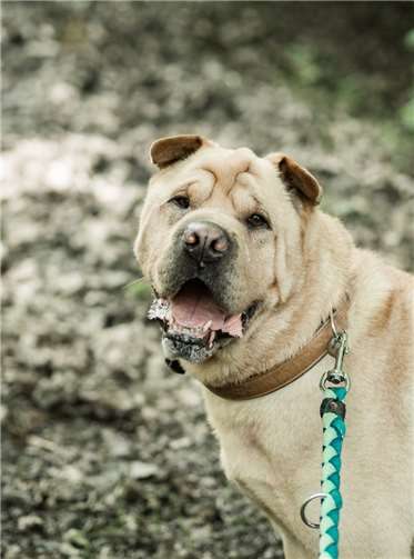 Balu liebt die Aufmerksamkeit der Menschen. Fotos: Nathalie Neuhaus