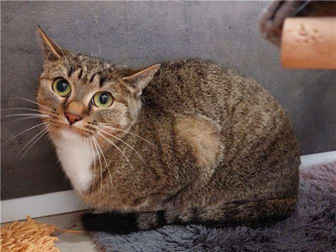 Bambina. Foto: Tierheim u. Tierschutzverein Kreis Ahrweiler e.V.