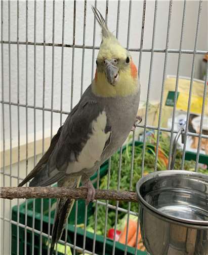 Bamboo.Foto: Tierheim u. Tierschutzverein Kreis Ahrweiler e.V.