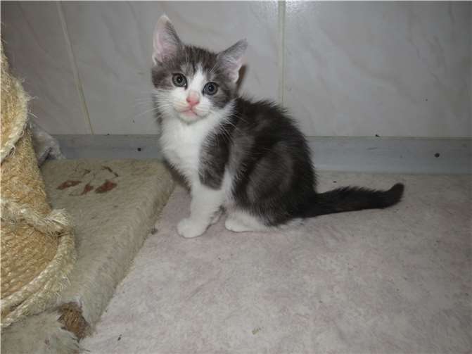 Barlow  Fotos: Katzenhilfe Westerwald e. V.