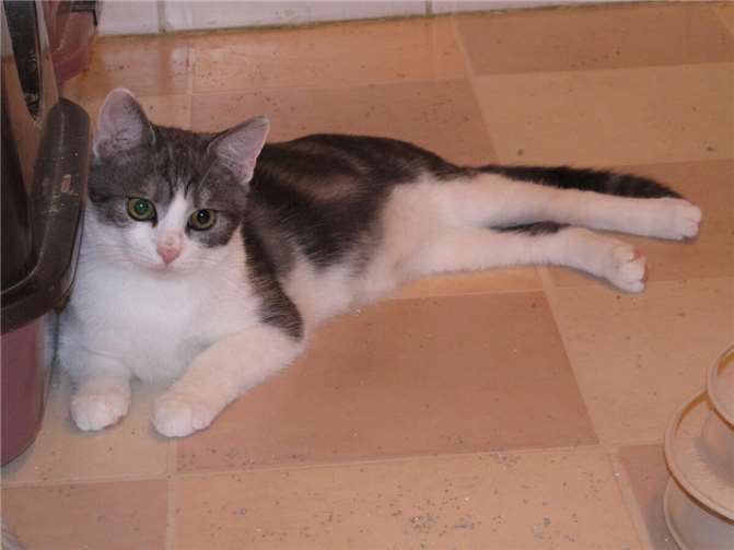 Barlow. Fotos: privat