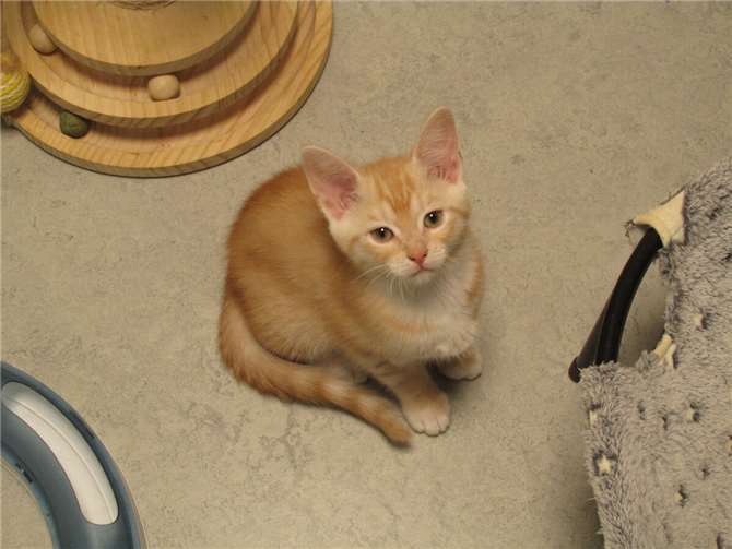 Barney.  Fotos: privat