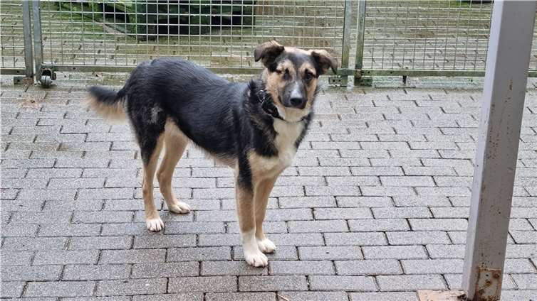 Barny sucht eine Familie, die ihm mit viel Liebe und Geduld zeigt, wie ein tolles Hundeleben sein kann. Fotos: Tierheim Ransbach-Baumbach