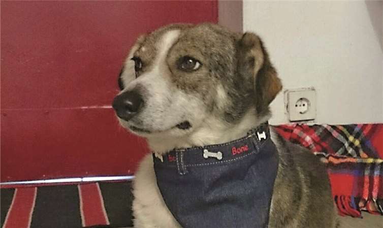 Barry wird sich nach kurzer Eingewöhnungszeit sicher zu einem treuen Begleiter entwickeln. privat