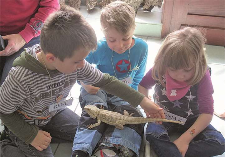 Bartagame Max freut sich über ausgiebige Streicheleinheiten.privat