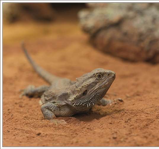 Bartagamen können ihre Färbung anpassen. privat