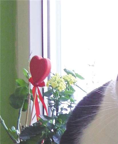 Basik sucht ein neues Zuhause.privat