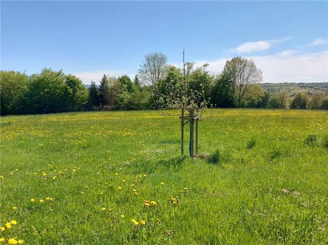 Baugebiet „Auf der Bleth“ - grüne Wiese.  Foto: privat