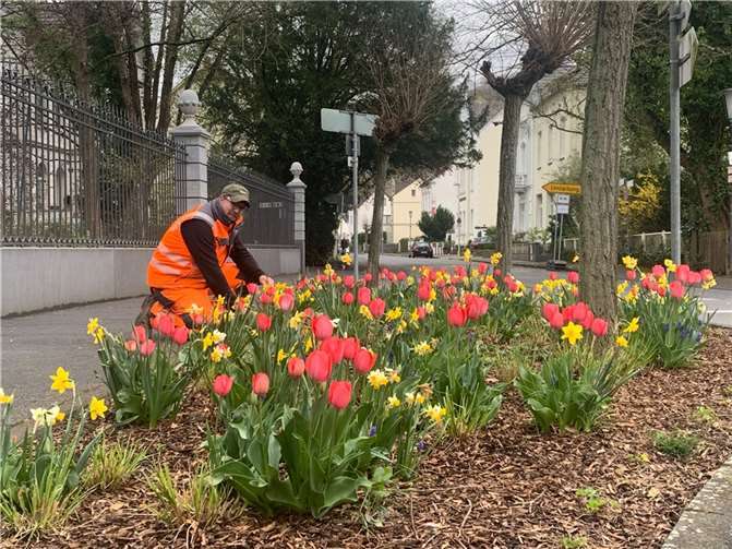 Bauhofleiter Frank Jax begutachtet zufrieden eines der städtischen Blumenbeete zwischen Henkelpark und Bahnhofstraße. Die Saat ist aufgegangen. Foto: Kulturstadt Unkel /Thomas Herschbach