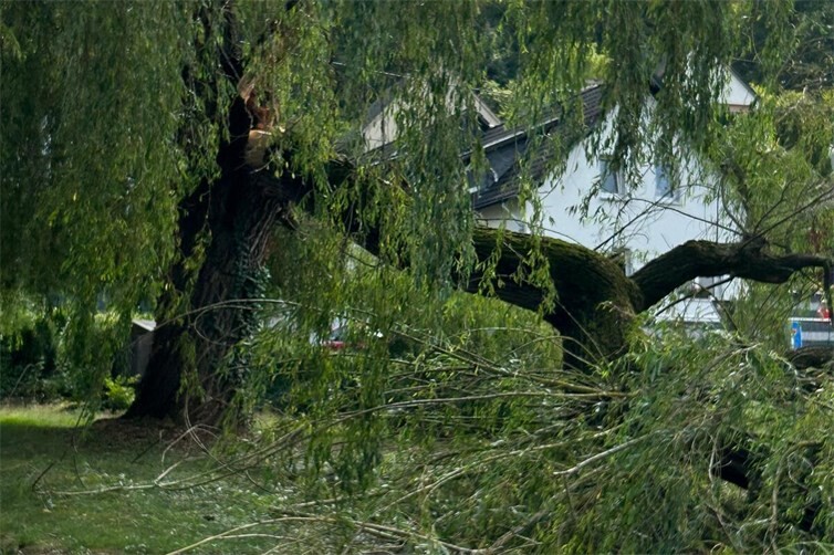 Baumbruch der Weie am Ronigerweg in Linz/ Rhein